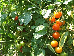 Tomates cerises 1